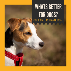 What's Better For Dogs: Collar Or Harness?