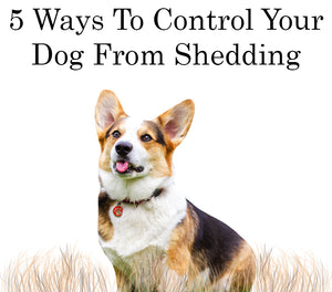 5 Best Ways To Control Your Dog From Shedding