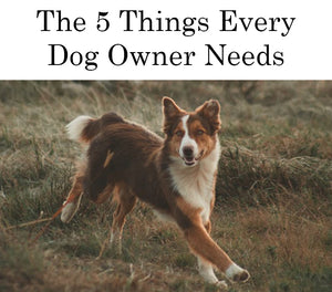 5 Things Every Dog Owner Needs