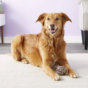 Essential Pet Care Items for New Pet Owners