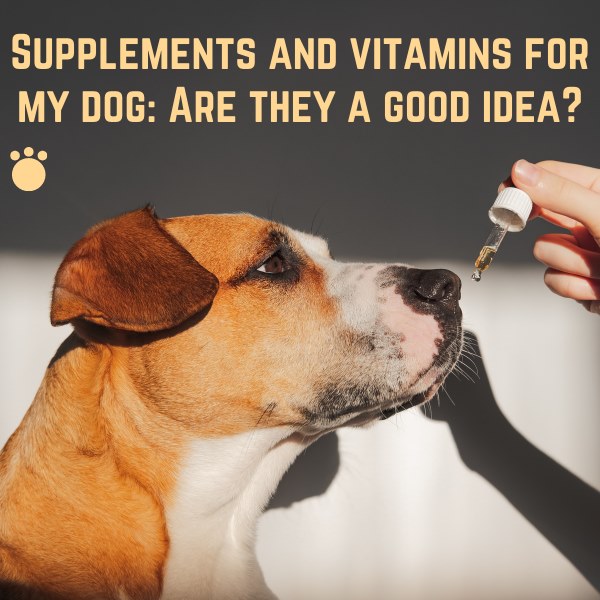 supplements and vitamins for my dog: are they a good idea?