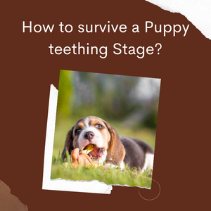 How To Survive The Puppy Teething Stage?