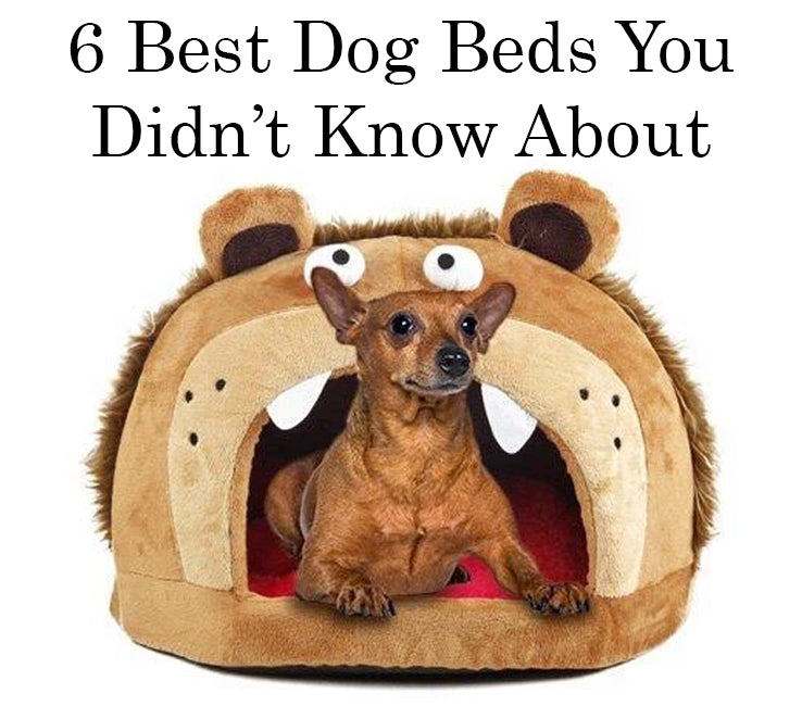 Best dog beds