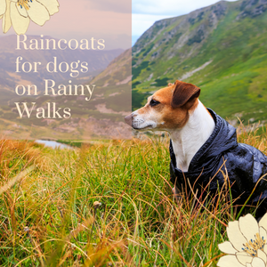 Raincoats For Dogs on Rainy Walks