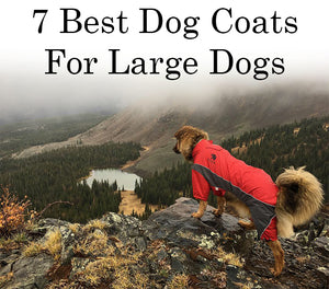 7 Best Dog Coats For Large Dogs