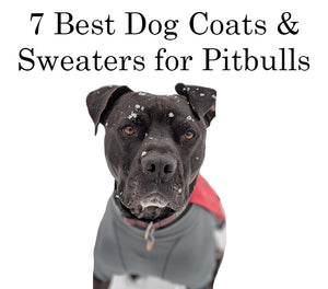 7 Best Dog Coats & Sweaters for Pit Bulls