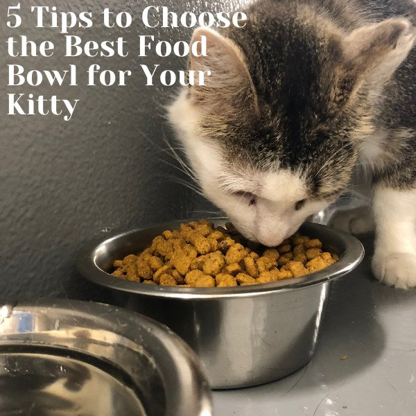 5 Tips to Choose the Best Food Bowl for Your Kitty