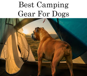 Best Camping Gear For Dogs