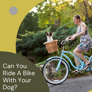 Can You Ride A Bike With Your Dog?