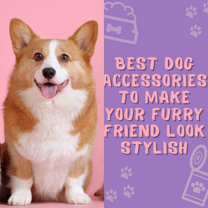 Best Dog Accessories To Make Your Furry Friend Look Stylish
