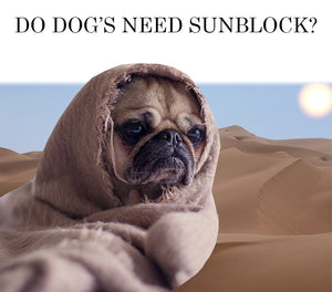Do Dogs Need Sunblock?