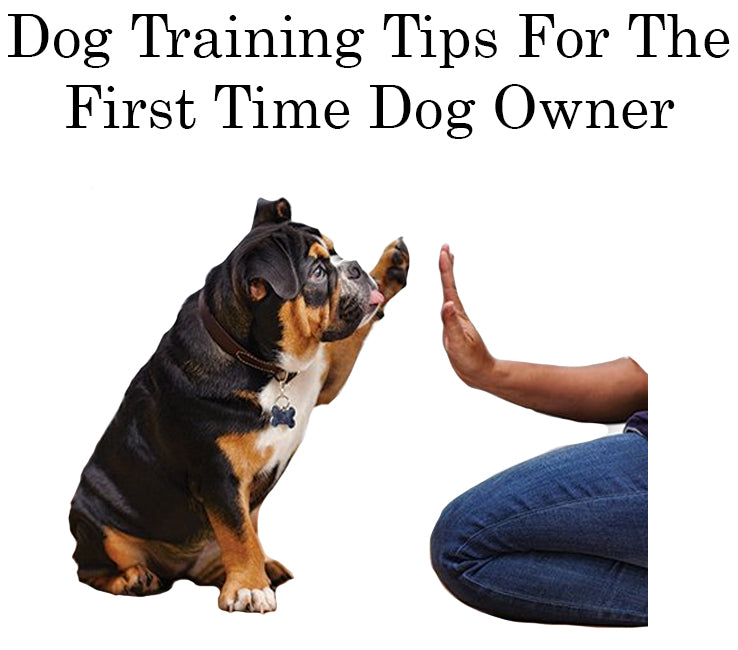 dog training tips