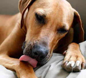 Why do Dogs lick their paws?