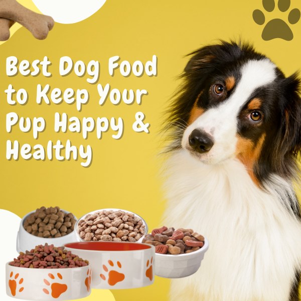 best dog food to keep your pup happy & healthy