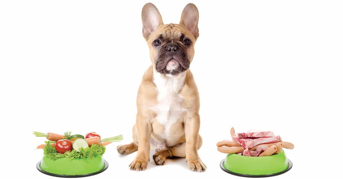 Pet Nutrition and Diet