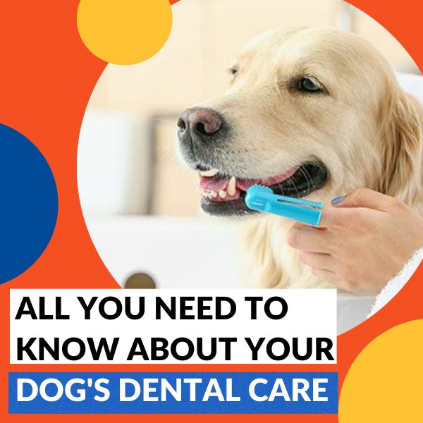 All you need to know about your dog's dental care