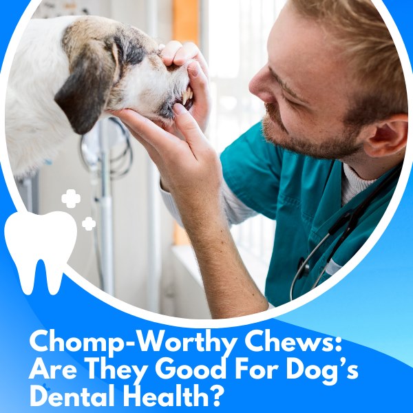 chomp-worthy chews: are they goog for dog's dental health?