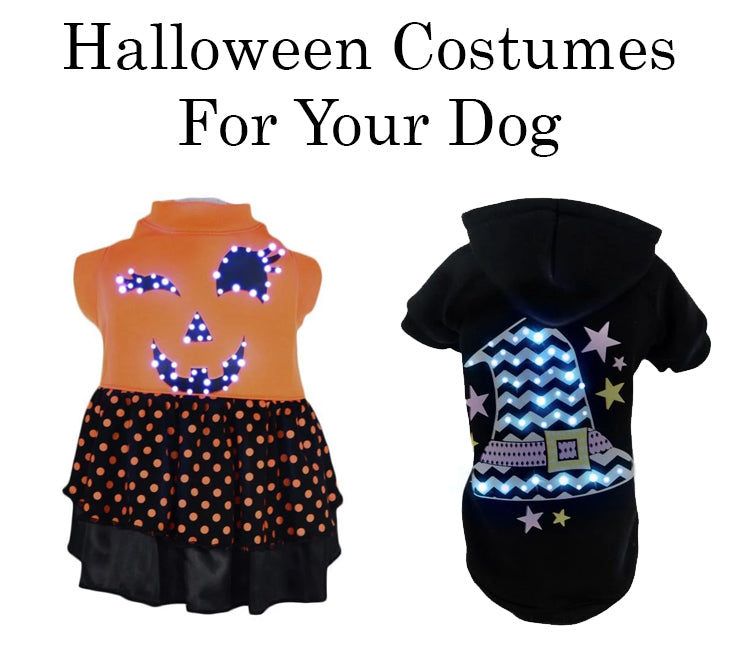 Halloween Dog Costumes  