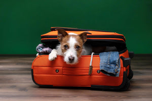 Pet-friendly travel destinations and tips
