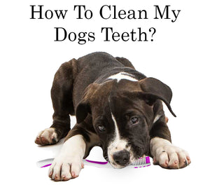 How To Clean My Dogs Teeth