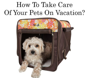 How To Take Care Of Your Pets On Vacation?