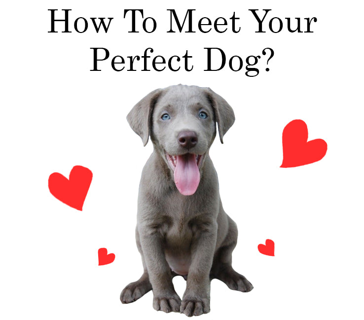 How To Meet Your Perfect Dog