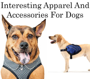 Interesting Apparel And Accessories For Dogs