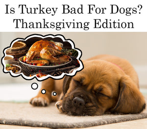 Is Turkey Bad For Dogs?