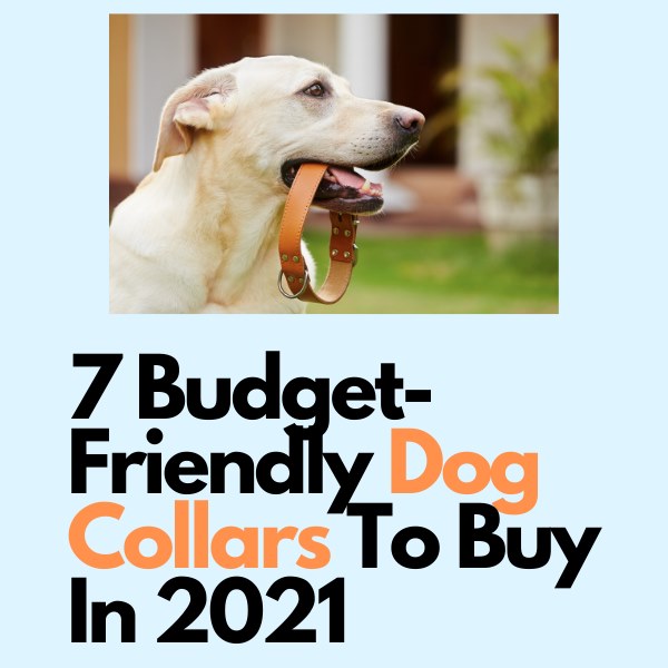 7 Budget friendly dog collars to buy in 2021