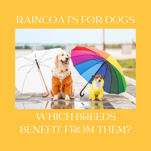 Raincoats for Dogs: Which Breeds Benefit From Them?
