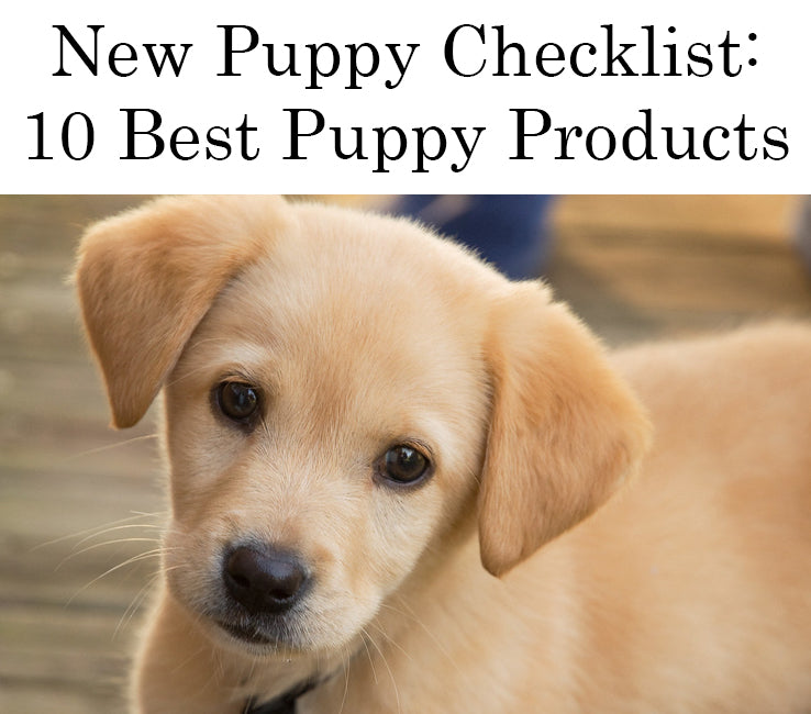 shop pet accessories