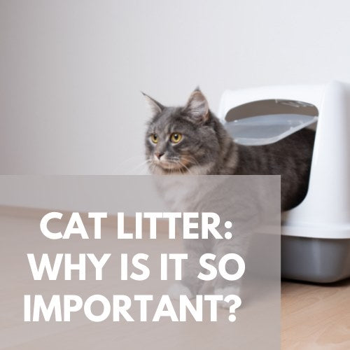 cat litter: why is it so important?