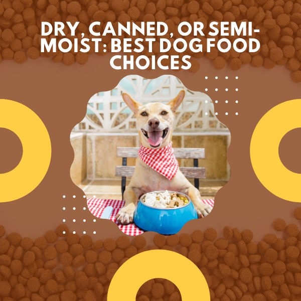 dry, canned or semi-moist: best dog food choices