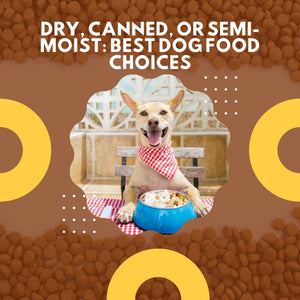 Dry, Canned, Or Semi-moist: Best Dog Food Choices