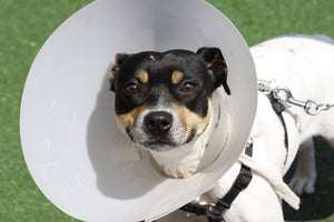 Understanding the Importance of Spaying and Neutering