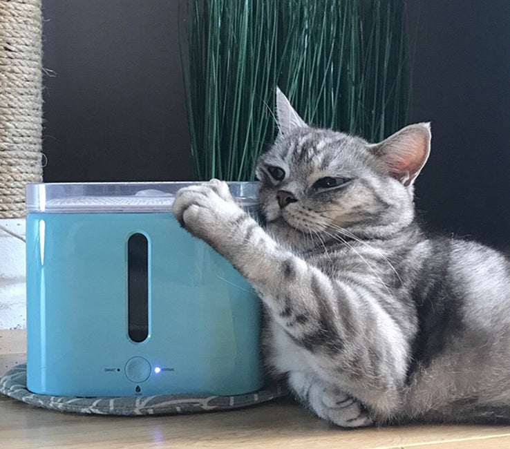 Cat fountains and hydration