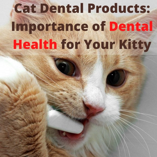 cat dental products: Importance of dental health for your kitty