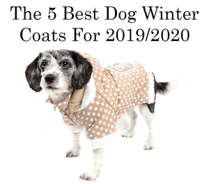 The 5 Best Dog Winter Coats For 2019/2020