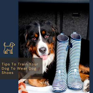 Tips To Train Your Dog To Wear Dog Shoes