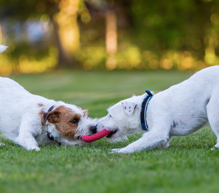 Dog toys