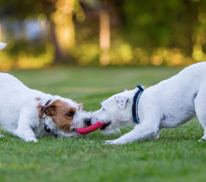 Top 3 Dog Toys for 2019