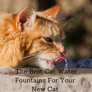 The Best Cat Water Fountains For Your New Cat