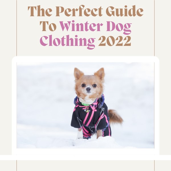 the perfect guide to winter dog clothing 2022