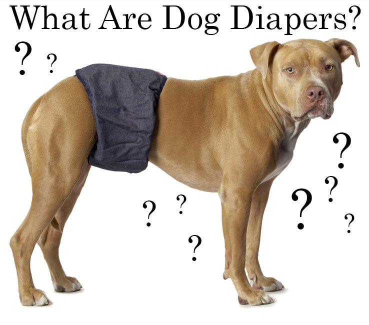 Brown Pitbull Wearing Diaper. What Are Dog Diapers?