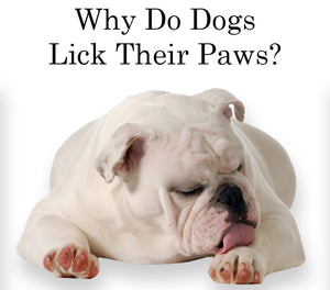 Why Do Dogs Lick Their Paws?