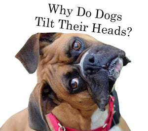 Why Do Dogs Tilt Their Heads?