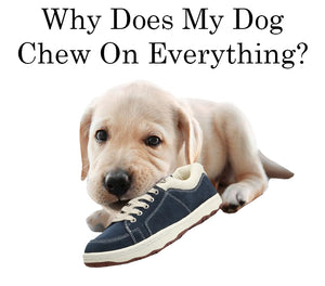 Why Does My Dog Chew On Everything, And What Can I Do?