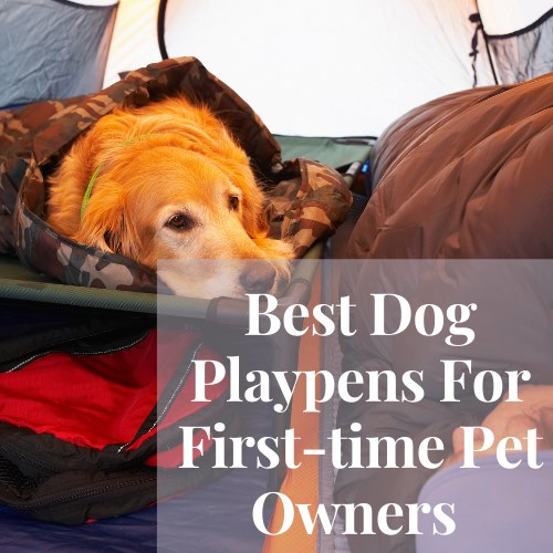 best dog playpens for first-time pet owners