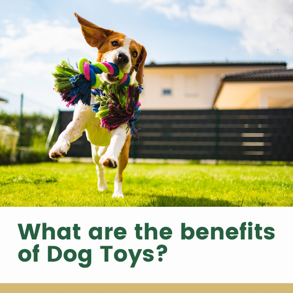 What are the Benefits of Dog Toys?