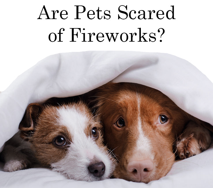 dog scared fireworks